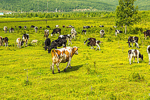 南京住家保姆月薪多少錢？選擇住家保姆的優(yōu)勢(shì)與費(fèi)用解析