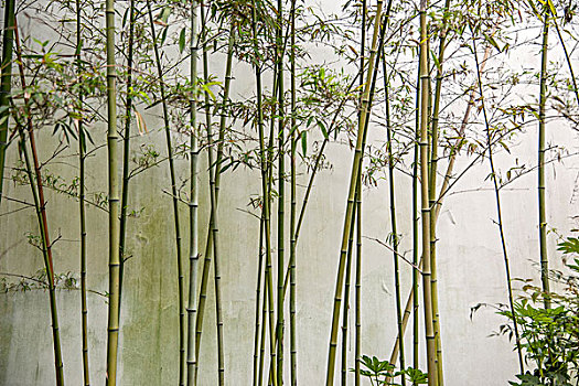 上海陪保姆價(jià)格多少？揭秘上海高端陪護(hù)服務(wù)的真實(shí)價(jià)格與價(jià)值