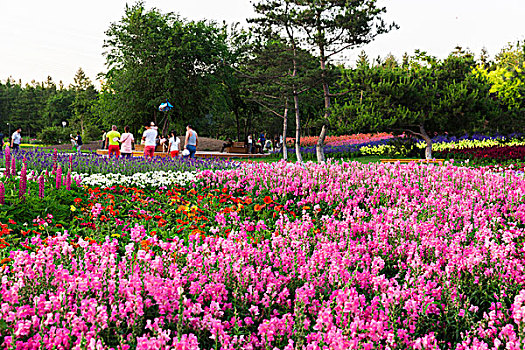 小紅花投資成本多少錢？開啟您的財(cái)富之旅
