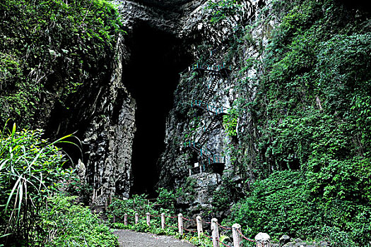 緬因貓5個月一天吃多少？貓咪營養與健康的完美平衡