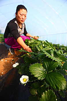 OPPO手表更換電池多少錢？價格揭秘與實用攻略