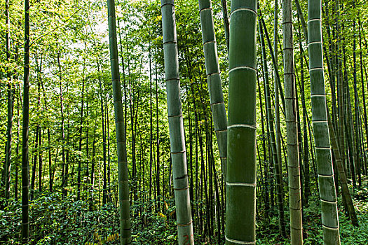 純種藍金漸層多少錢一只？揭秘藍金漸層的魅力與價格