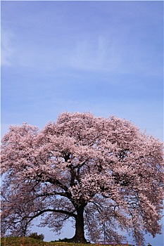長(zhǎng)春家政保姆工資多少錢？全方位解析長(zhǎng)春家政行業(yè)現(xiàn)狀