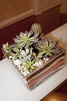 赤狐書生需要多少時間才能成為真正的學者？