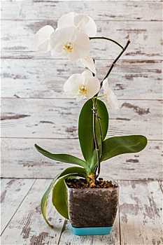 廣州育兒嫂價(jià)格是多少？了解價(jià)格背后的價(jià)值與服務(wù)質(zhì)量