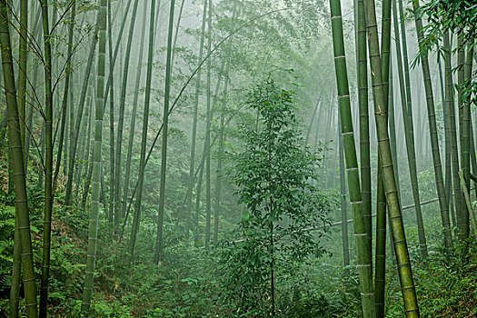 廣州請(qǐng)?jiān)缃逃龐霂煻嗌馘X(qián)？選擇專業(yè)嬰師讓寶寶成長(zhǎng)無(wú)憂