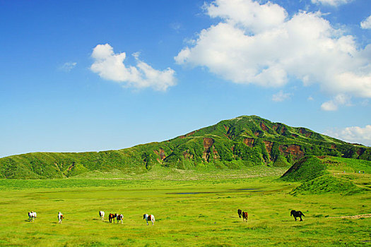 月薪多少養(yǎng)緬因？探索如何養(yǎng)好這只優(yōu)雅的“貓王”
