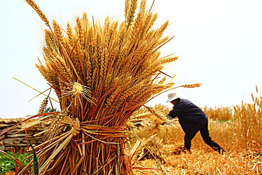 重慶住家保姆工資多少？揭開家政行業的薪資秘密