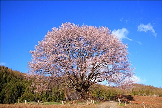 杭州居家保姆多少錢(qián)？如何選擇適合您的專(zhuān)業(yè)保姆服務(wù)