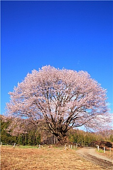請(qǐng)?jiān)律┮粋€(gè)月多少錢(qián)？揭開(kāi)月嫂費(fèi)用的神秘面紗