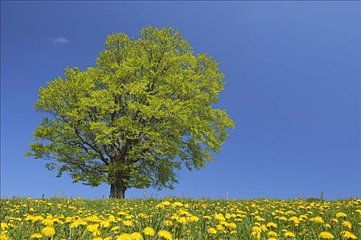 北京保姆每月多少錢？如何選擇合適的保姆？