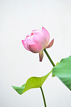 成都找?guī)Ш⒆颖Ｄ范嗌馘X(qián)？詳解市場(chǎng)價(jià)格與選擇指南