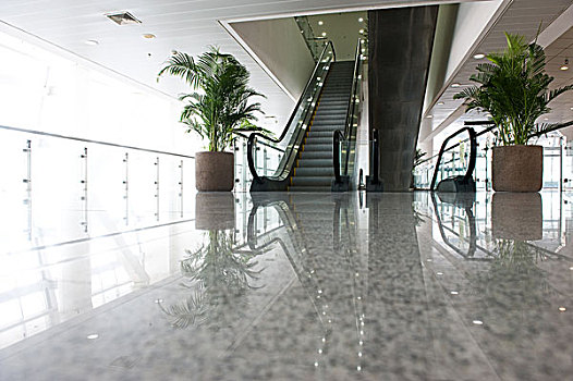 金漸層藍金貓崽兒多少錢？揭秘市場價格與養貓心得！