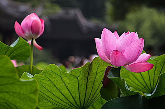 貝靚優(yōu)品價(jià)格是多少？揭秘性價(jià)比之選，體驗(yàn)不一樣的購(gòu)物樂趣！