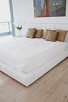 緬因貓多少錢一只？——了解緬因貓的價格與養護