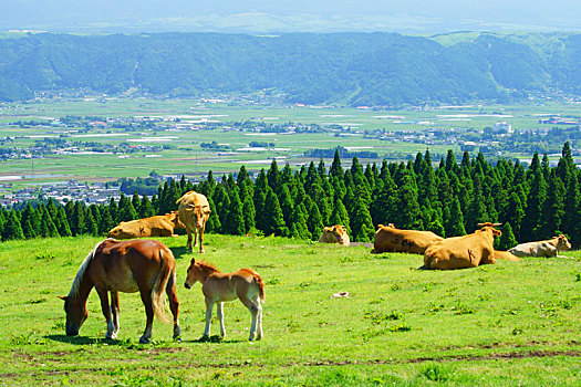 狂野大陸投資多少錢？揭秘財(cái)富新機(jī)遇