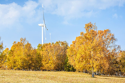 電影柔術投資多少成本？揭秘電影柔術的幕后商業秘密