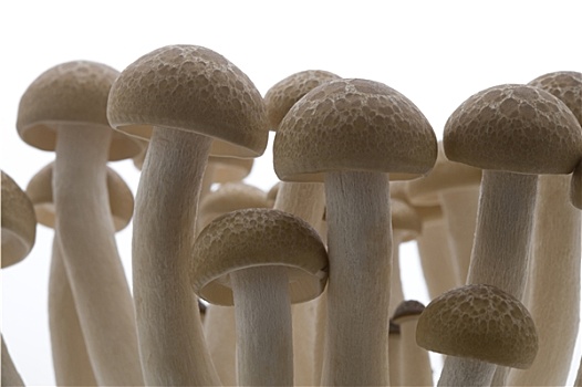 金牌保姆費用是多少？揭開高品質保姆的真實面紗