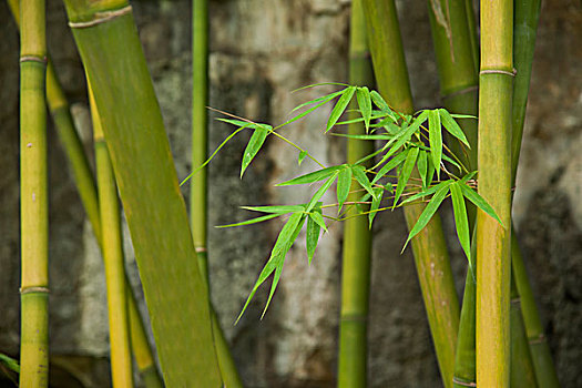 上海月嫂一般多少錢？揭秘高質(zhì)量月嫂服務(wù)的費(fèi)用與價(jià)值