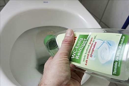 藍金漸層的貓多少錢？揭秘這個夢幻貓咪品種的價格與魅力