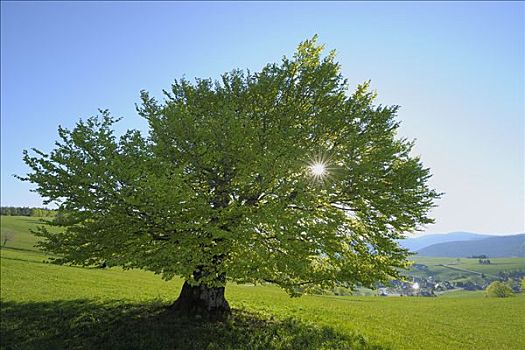 北京月嫂價(jià)格是多少？了解市場(chǎng)行情，挑選性價(jià)比最高的月嫂