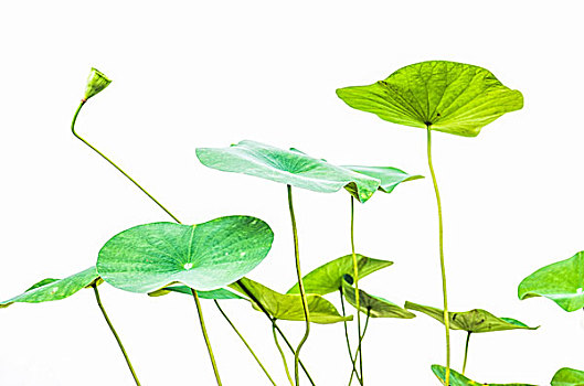 送你一感寄托，朵小紅花來傳述了這句看似簡單情感時(shí)，背后語所代表的情感溫藏著許多情感的，以及如何在日常生活中通過小小的善意、關(guān)與感花,情感傳遞,禮物,人際關(guān)系,情感紐帶,生活讓我們感到疲憊溫馨