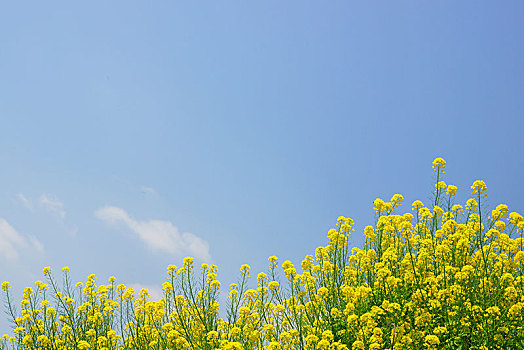 平度家政行業薪資揭秘：高薪背后的市場潛力