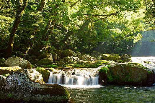 緬因家養(yǎng)貓多少錢？揭秘貓咪價(jià)格背后的秘密