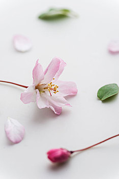 智能分紅系統(tǒng)開(kāi)發(fā)多少錢？探索科技引領(lǐng)未來(lái)的盈利新模式