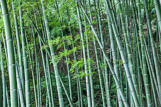 漸層藍金貓咪多少錢？揭秘你夢想中的完美寵物